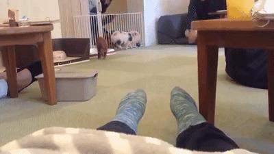 猫咪必去的咖啡馆 (猫咪咖啡厅有什么)