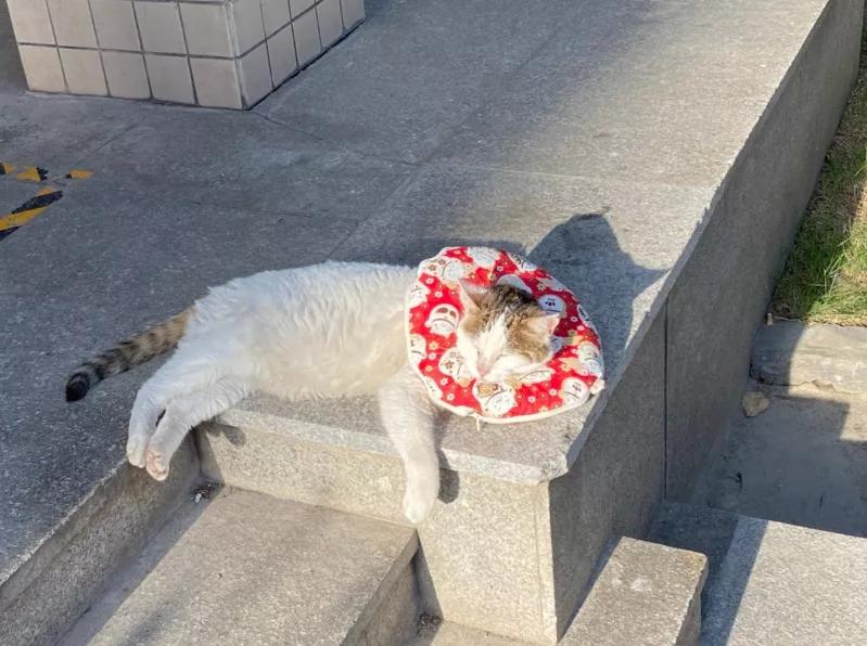 宿舍为什么不可以养猫,该不该在宿舍养猫