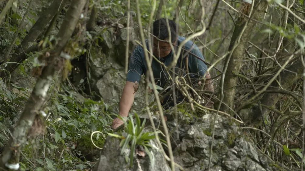 致富经：一株草要价上百万？兰花让我一夜暴富