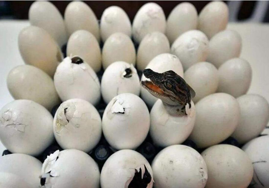 鳄鱼的饲养管理办法有哪些,扬子鳄养殖需要注意什么