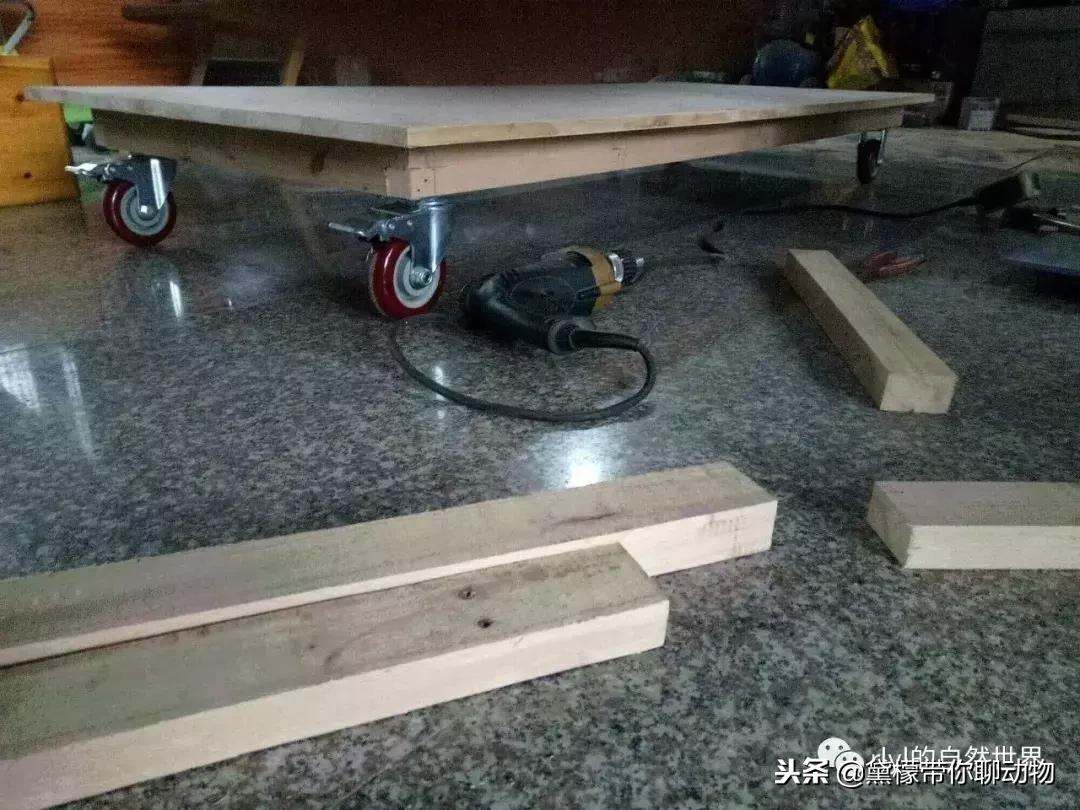 丛林造景黄缘龟池设计图大全,龟宝宝黄缘龟生态缸造景教程