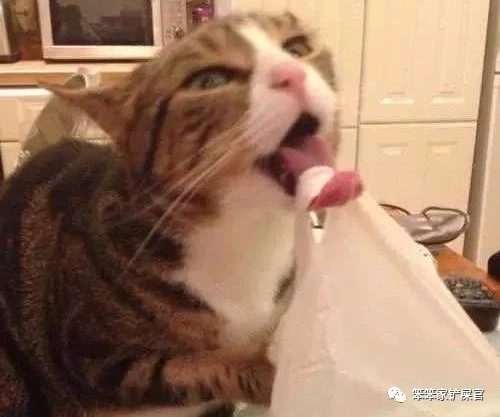 猫咪喜欢吃垃圾吃纸巾,猫咪异食癖撕咬纸箱