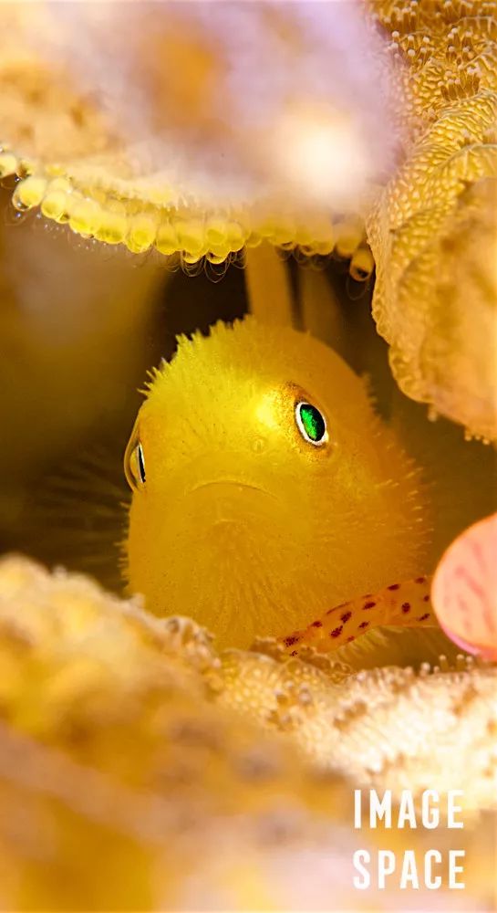 鐪熺浉璁胯皥,寰愬彲鎽勫奖