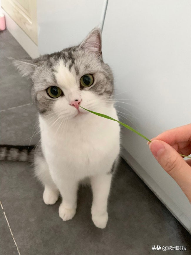 现在网红李子柒有多火,除了李子柒还有一个女网红