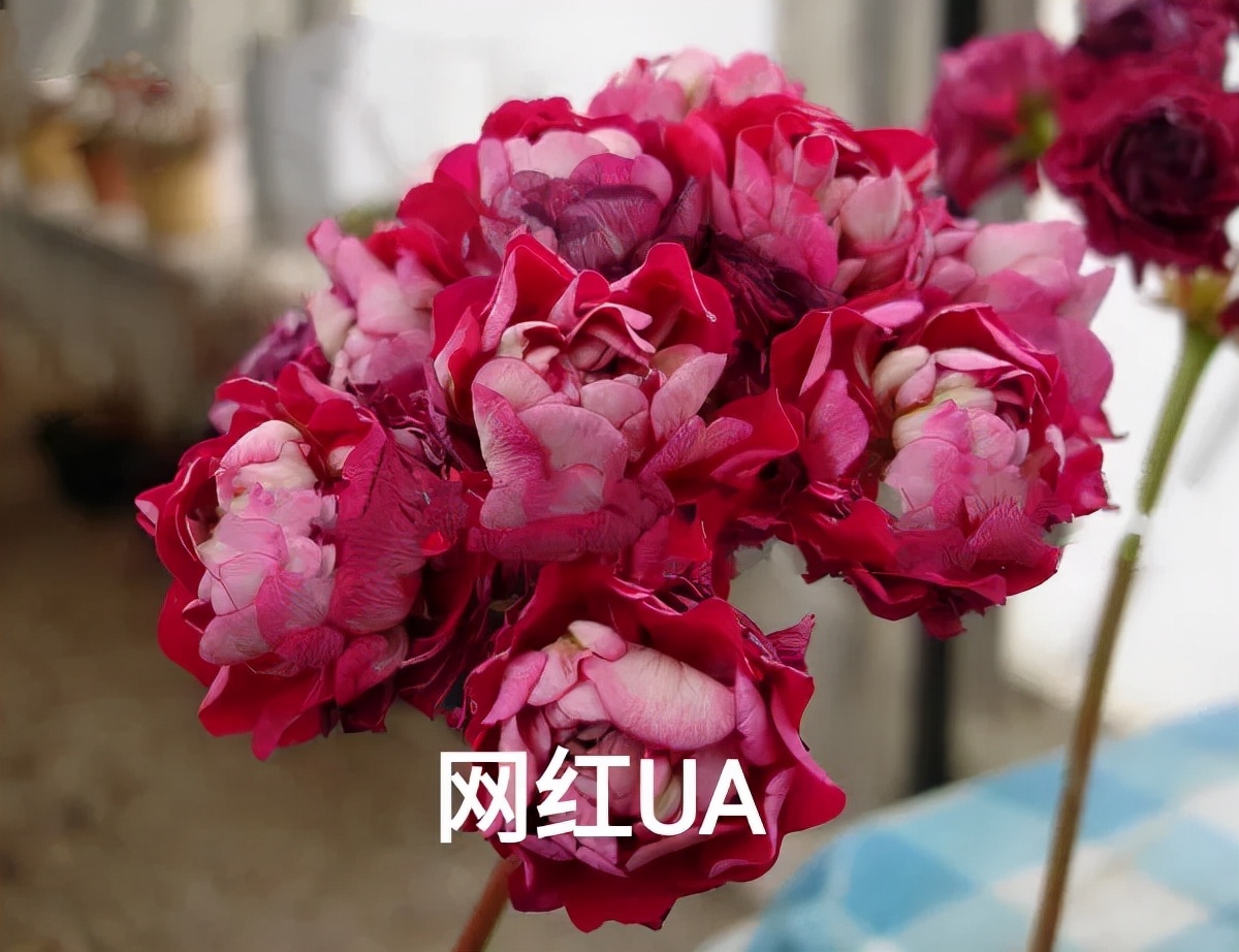 垂吊天竺葵哪些品种容易爆花,天竺葵羊宝和糖果双色哪个更爆花