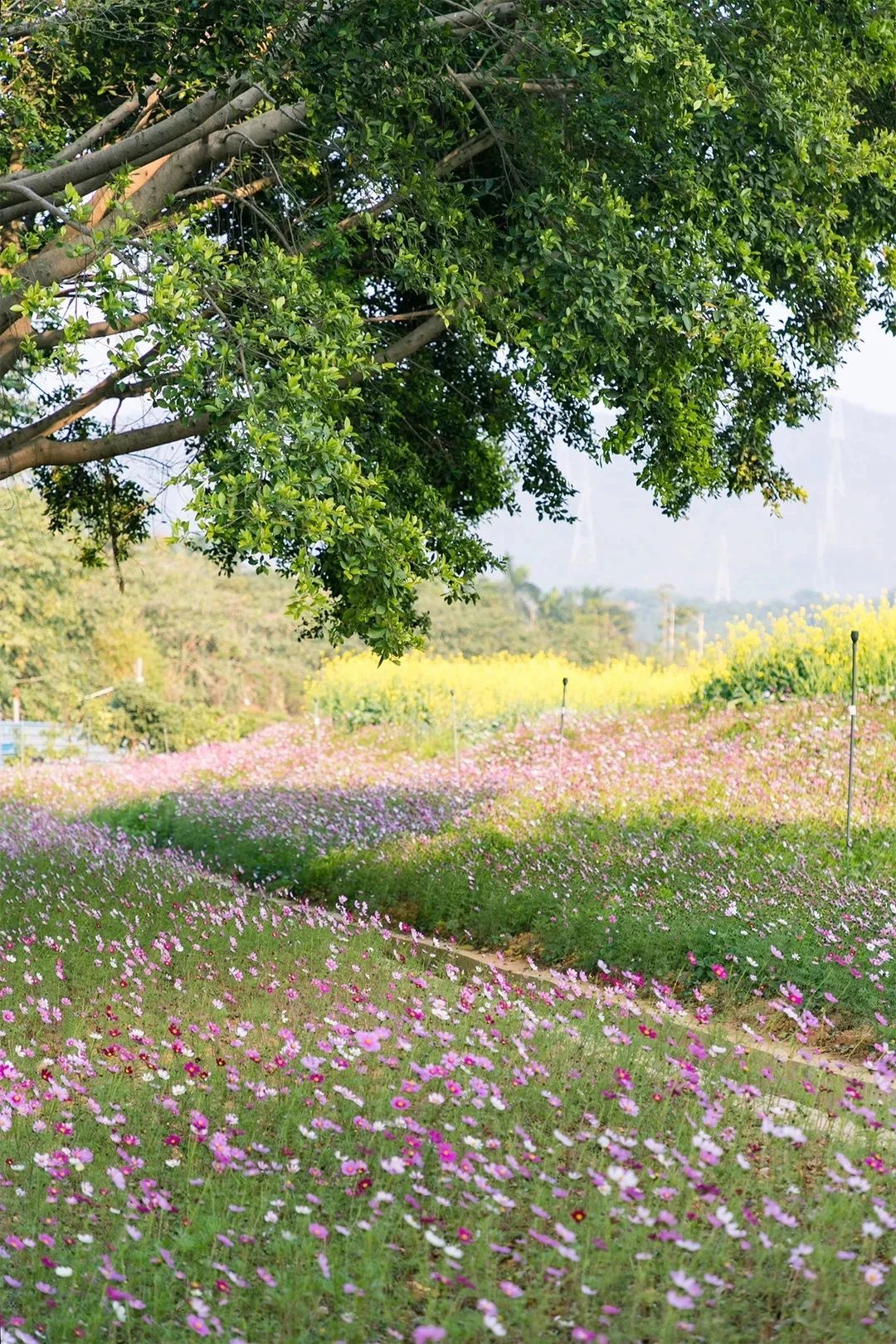 深圳周末带孩子免费游玩好去处,2021深圳免费适合遛娃玩地方排名