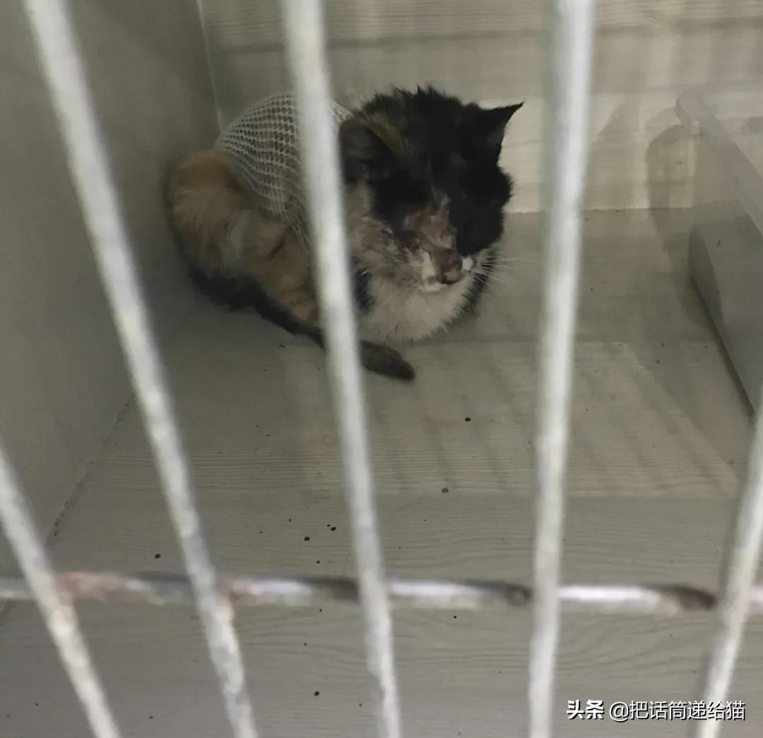 一只猫被另一只打,一只猫被两个人打