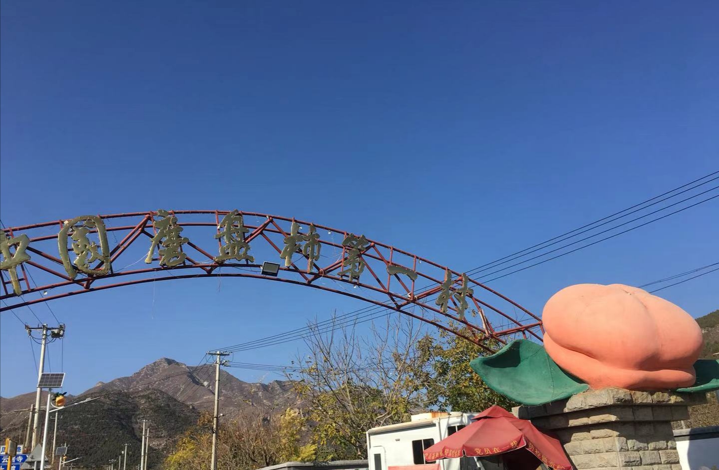 到农村采摘柿子,柿子从采摘到保存柿饼的全过程