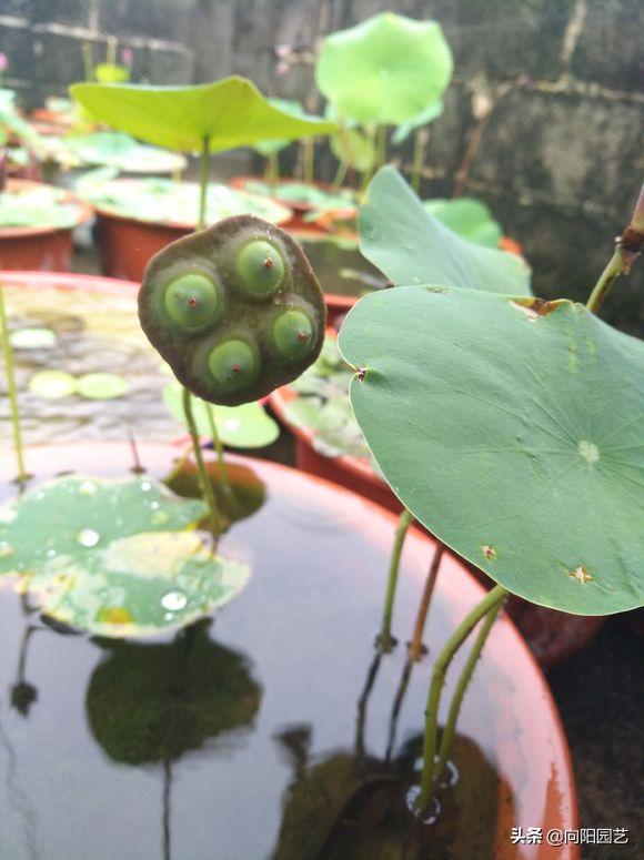 莲子培育盆栽荷花,一粒莲子可种多大的盆