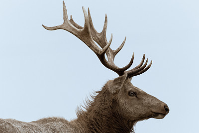 炖鹿茸吃要禁忌什么食物,鹿茸有什么禁忌吗