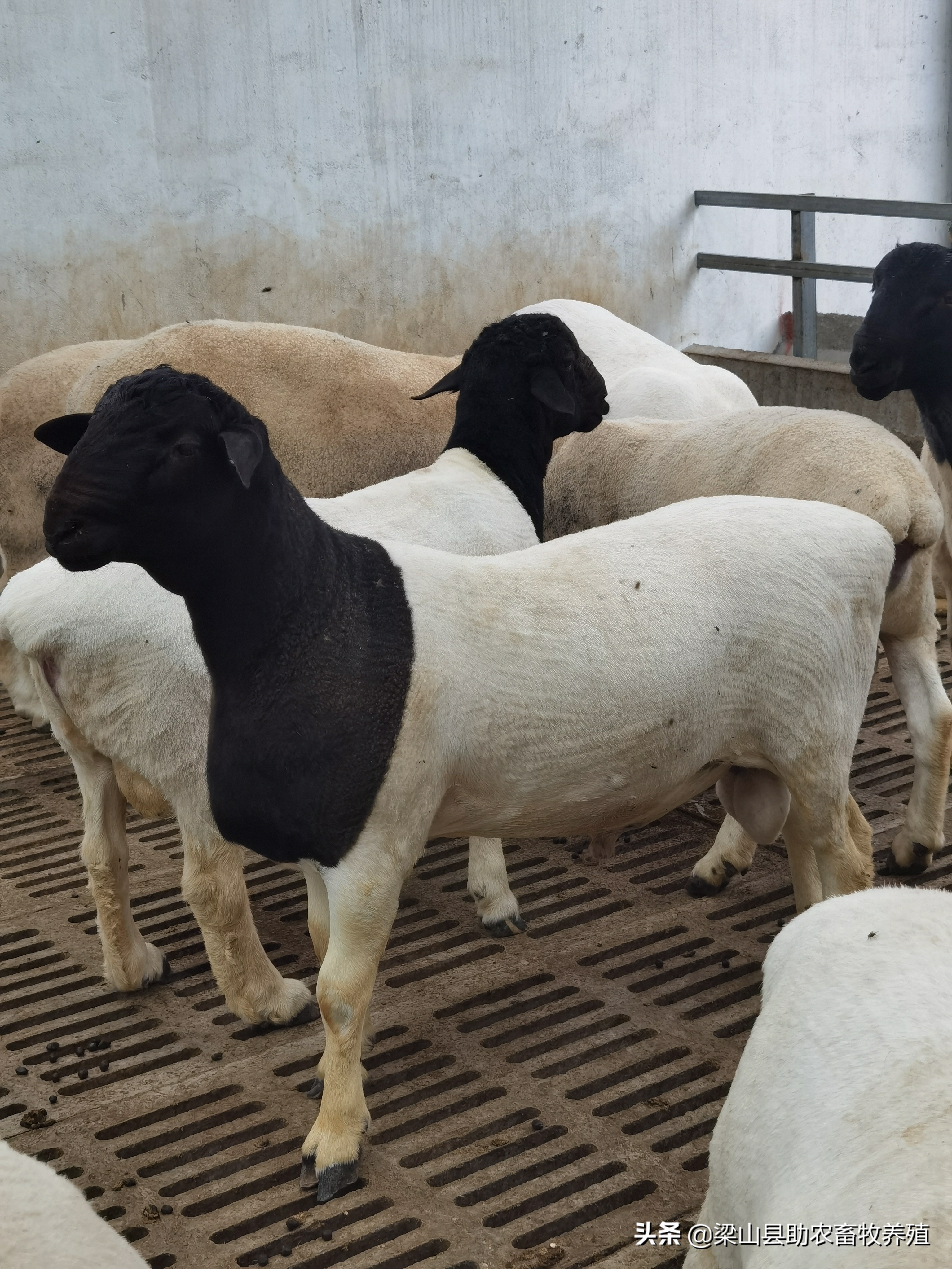 杜泊绵羊肉羊,杜泊绵羊适合养什么羊