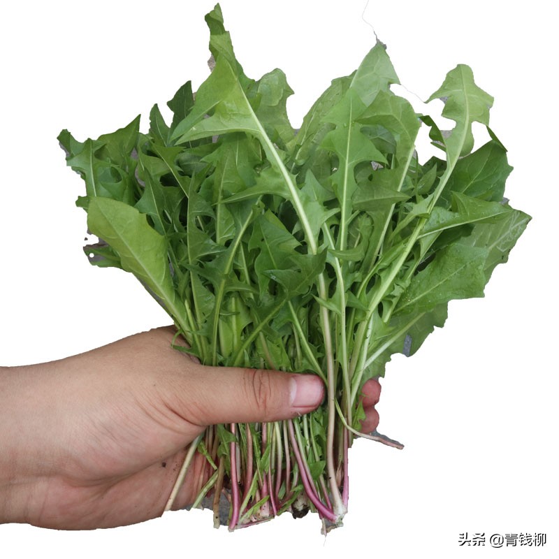 吉林蒲公英种植基地,贵州蒲公英种植技术