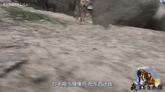 养狼disco：我在*疆新**，把狼养成了哈士奇