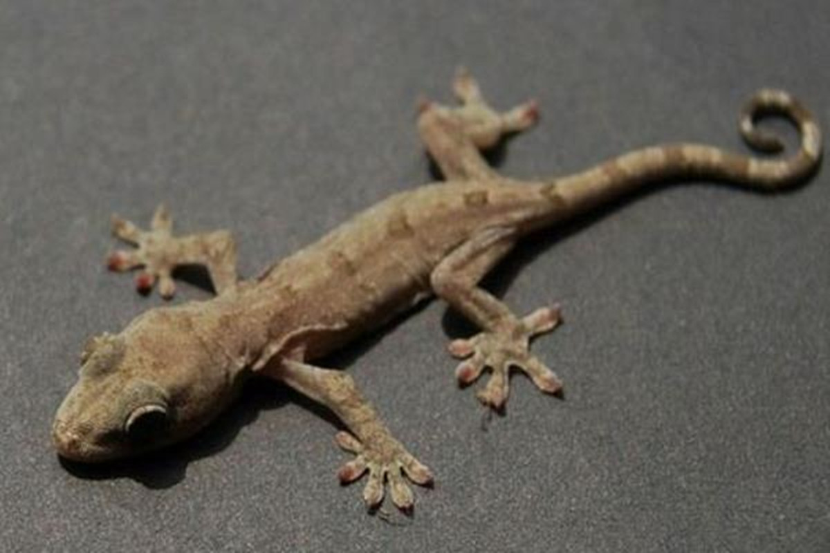 人畜无害的壁虎为什么无毒,壁虎为什么被称为五毒