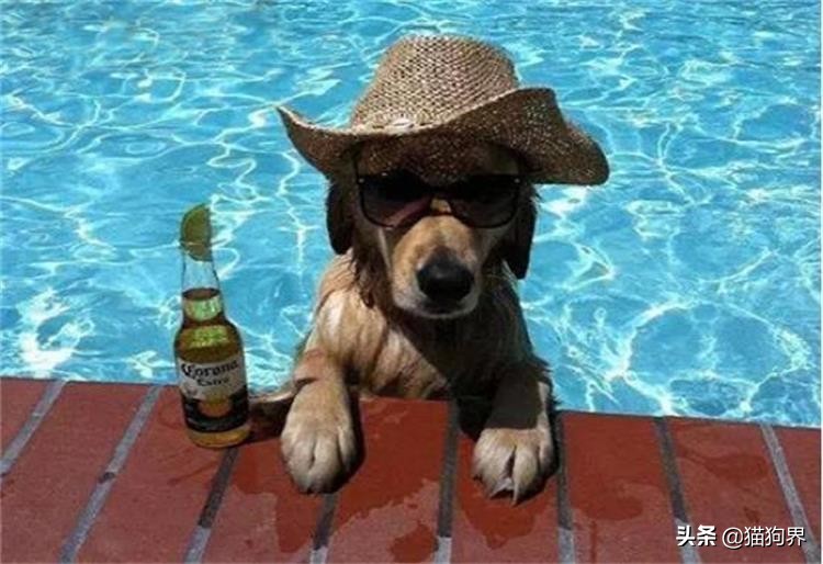 狗狗皮肤病以后皮肤变黑怎么治疗,狗狗皮肤有皮肤病要怎么处理