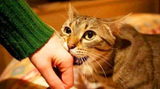 猫咪的十大坏习惯,猫咪十大常见病和预防方法