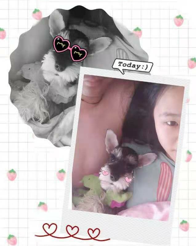 小狗是随时都可以怀孕吗,有狗狗后怀孕了注意什么