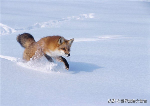 狐狸有狐臭的视频,请问狐狸身上真的有狐臭吗