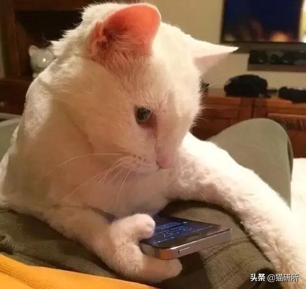 猫爪有什么隐藏的秘密,猫爪爪有哪些冷知识