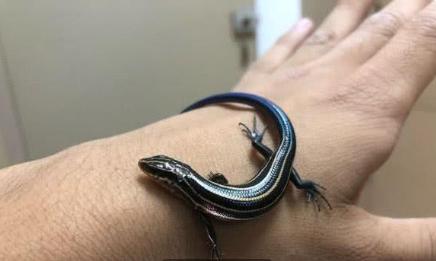 捡到小壁虎带回家养,男子捡了蜥蜴