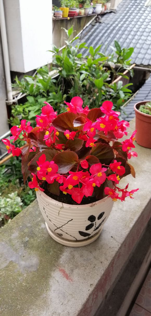 四季海棠花瓣变软怎么办,四季海棠焦边是怎么回事