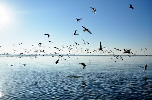 海阔从鱼跃,天空任鸟飞——没想到这句格言的原创就是唐僧