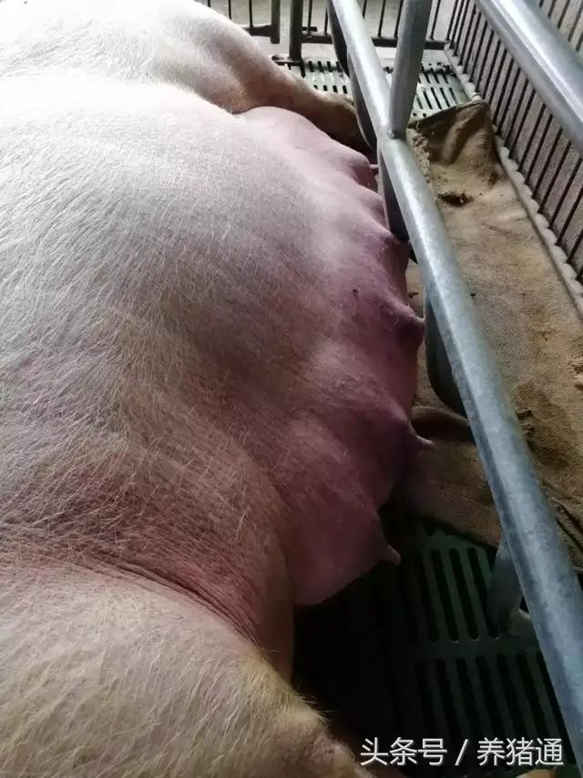 猪疫苗过敏怎么治疗,猪场疫苗过敏的处理方法