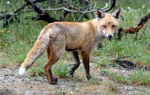 澳大利亚是如何被兔子攻陷的,兔子入侵的国家有哪些