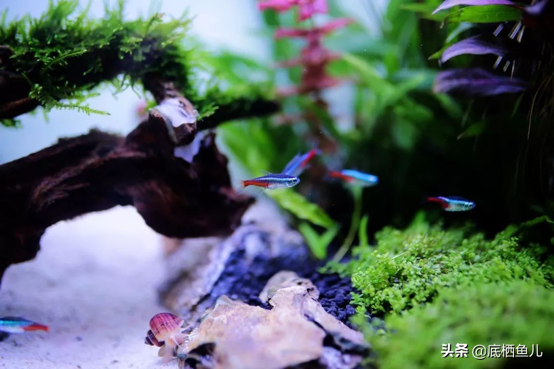 鱼缸树脂假山假花造景对鱼有害吗,懒人到底要不要弄鱼缸造景