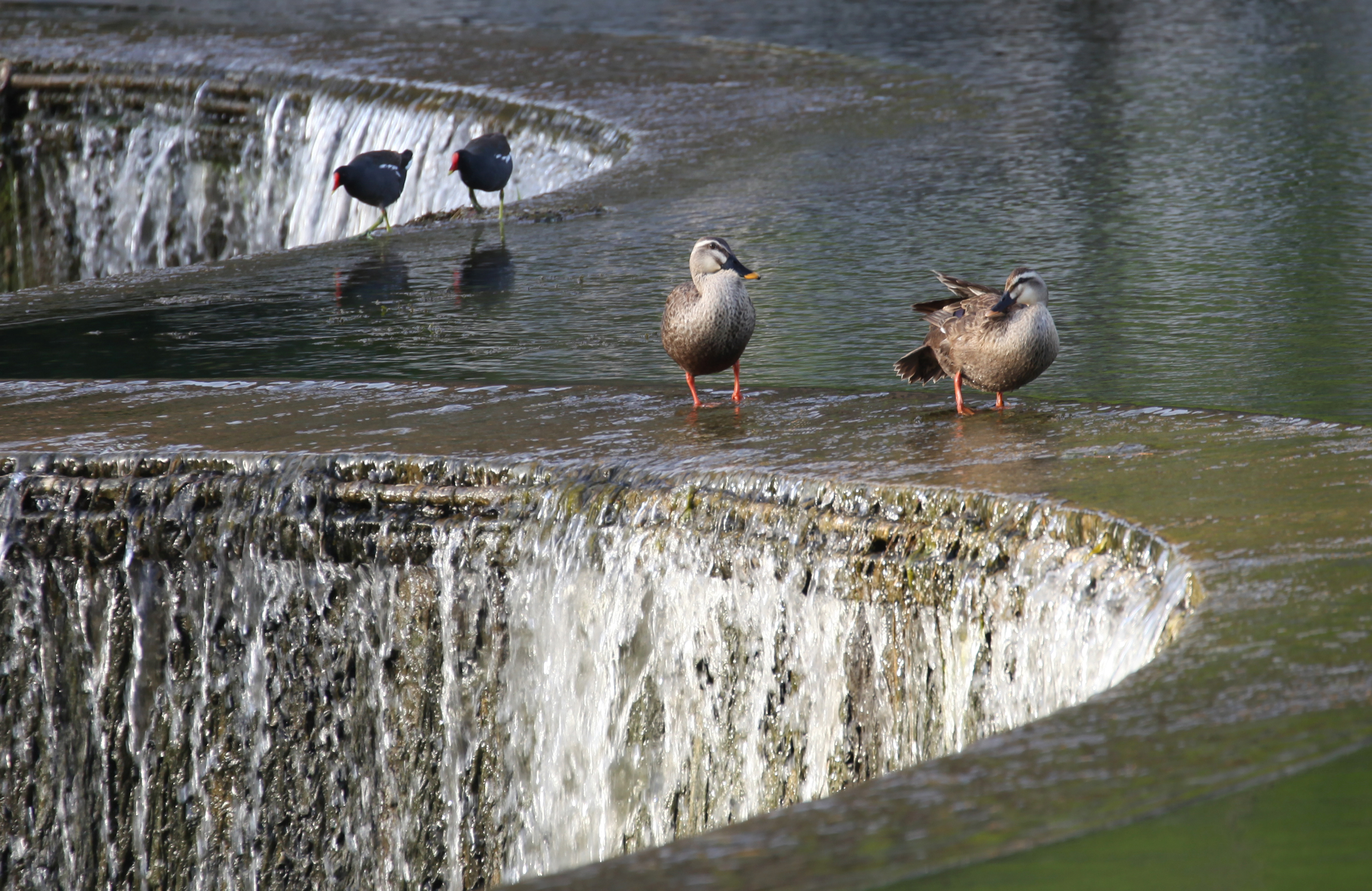 瀛熷鍗虫櫙,瀛熷鍗虫櫙鍙よ瘲涓冨緥