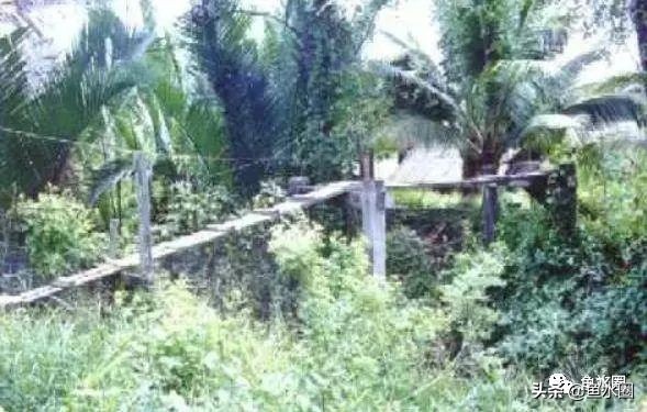 泰国斗鱼和中国斗鱼的杂交品种,中国斗鱼与泰国斗鱼哪个更厉害