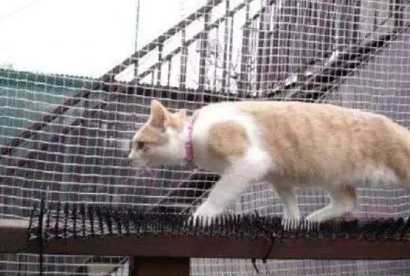 什么？让我拿马应龙涂脸？还说对能消黑眼圈？！