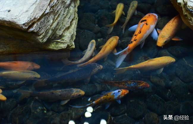 锦鲤养殖技术与利润,锦鲤养殖技术设备加盟商