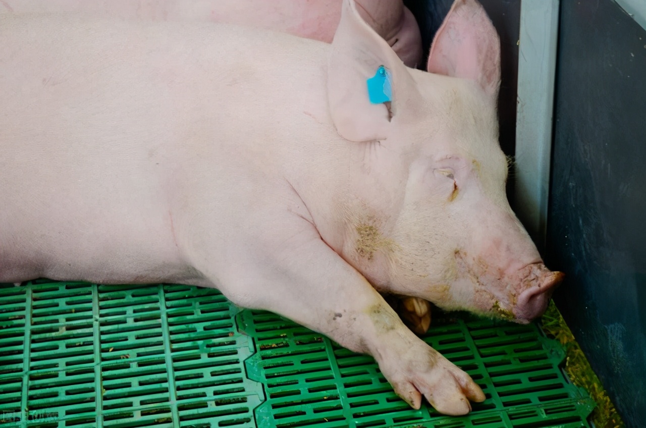 母猪产子六小时不产一个怎么办,母猪产前催产的几种方法