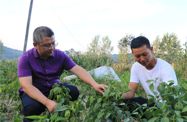 沙漠种水稻获3亿,中国小伙在沙漠中种出万亩良田