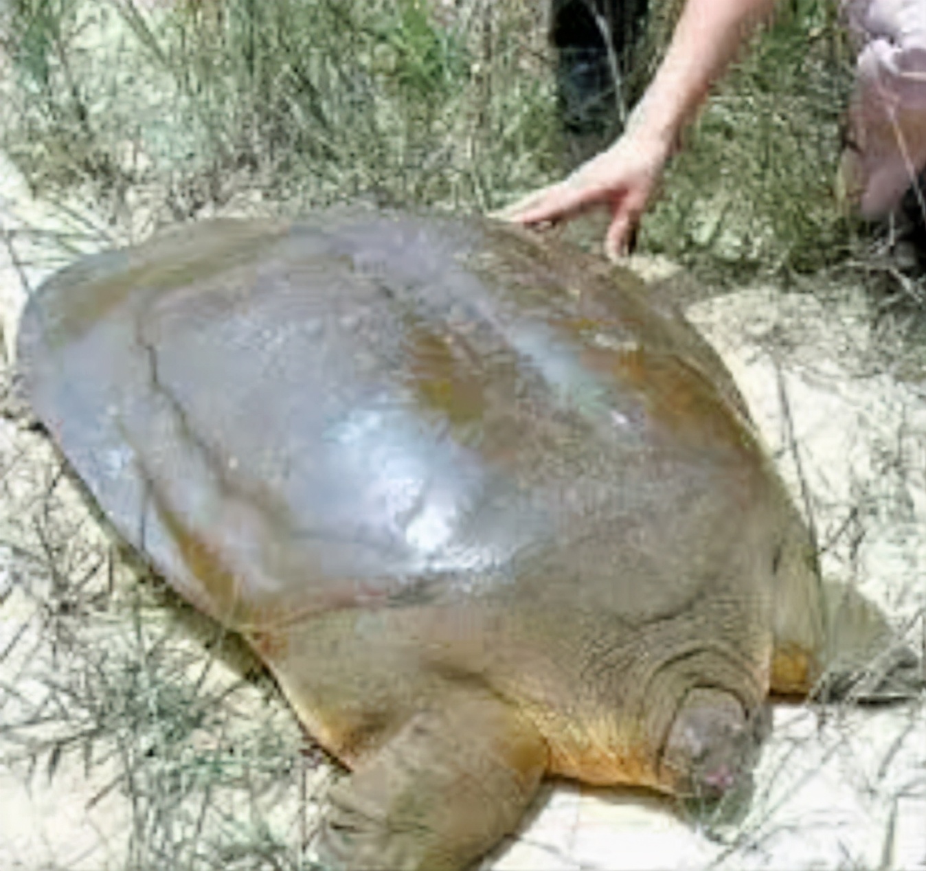 你知道乌龟为什么能活这么久吗,乌龟不用吃东西它也能活下来吗