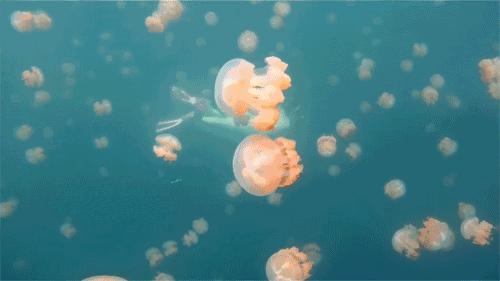 比马尔代夫更高级的岛屿,太平洋海岛帕劳旅游攻略