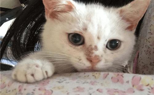 小猫脸上长猫癣怎么办,孩子脸上得了猫癣怎么治疗
