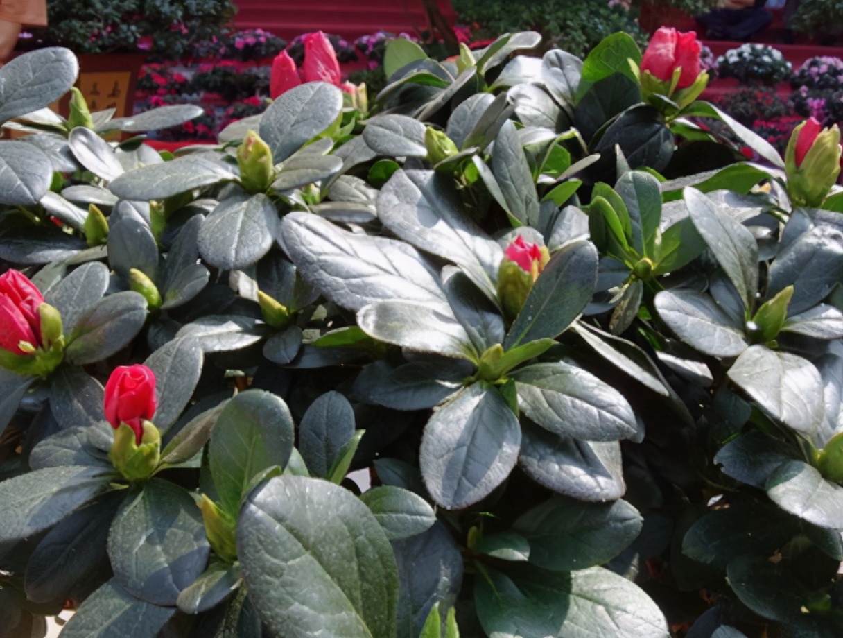 杜鹃花怎么养不长高呢,杜鹃花如何养才会长得更旺盛