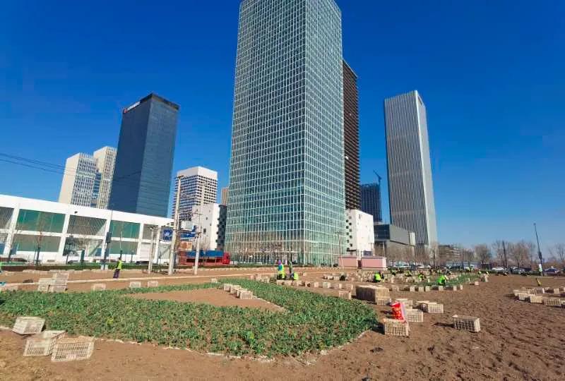 相约油菜花海完整视频,泰达油菜花海