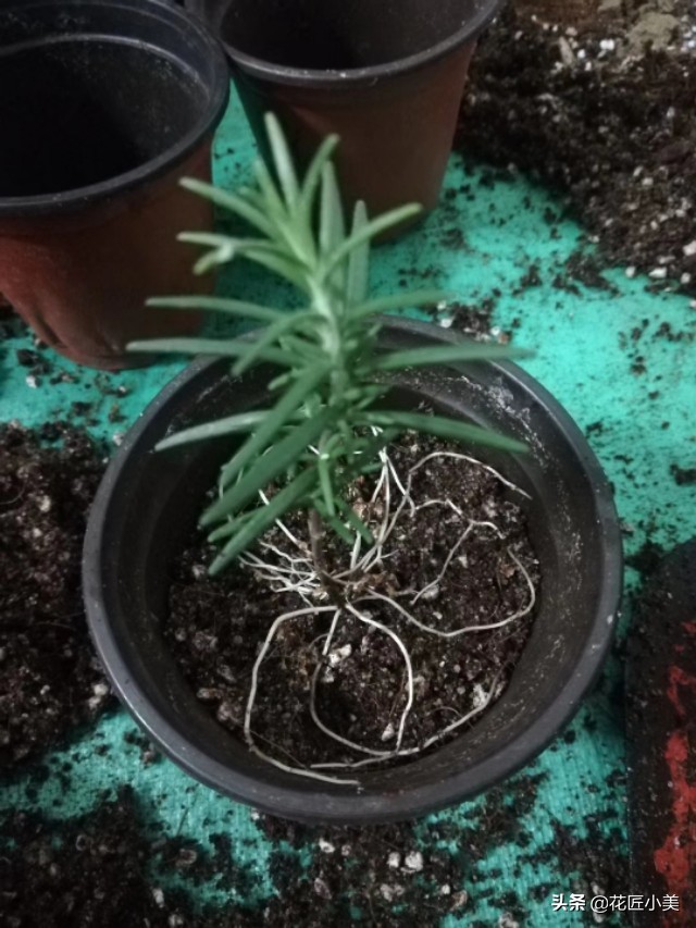 可食用迷迭香盆栽驱蚊植物怎么养,可以吃也可以驱蚊的草