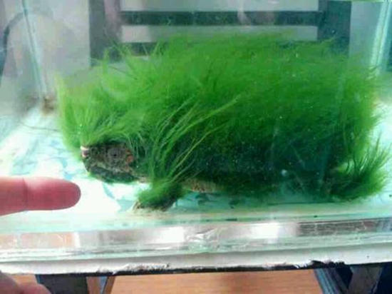 养花消除水藻的方法,水培花有绿藻吗怎么养护