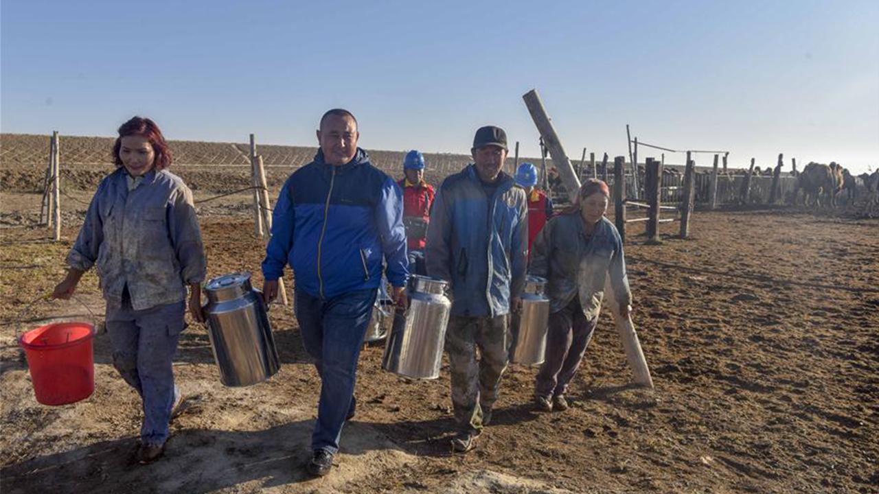 神奇的驼奶粉,神奇的驼奶央视报道