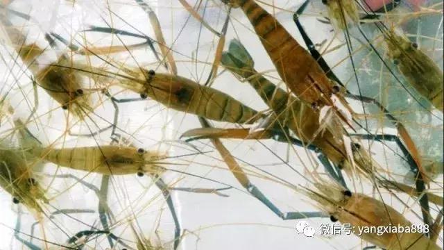 养不死的淡水冷水观赏鱼鲟鱼,高密度养殖淡水鱼虾有哪些