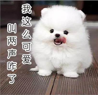 三种人不能养博美犬,养狗别养太聪明