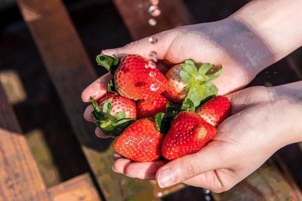 告诉你草莓为什么不能吃,草莓能不能随便吃