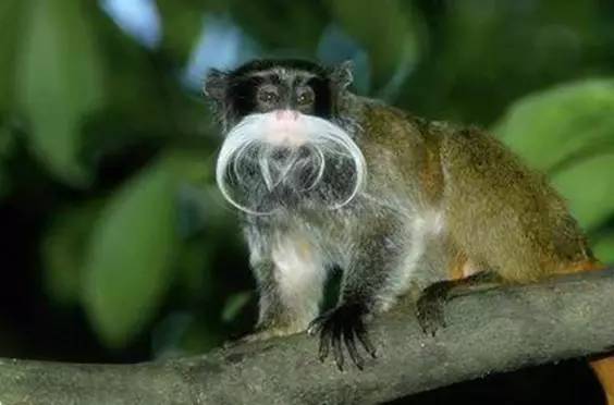 十种你肯定没见过的动物,令人惊艳的17种动物绝对罕见