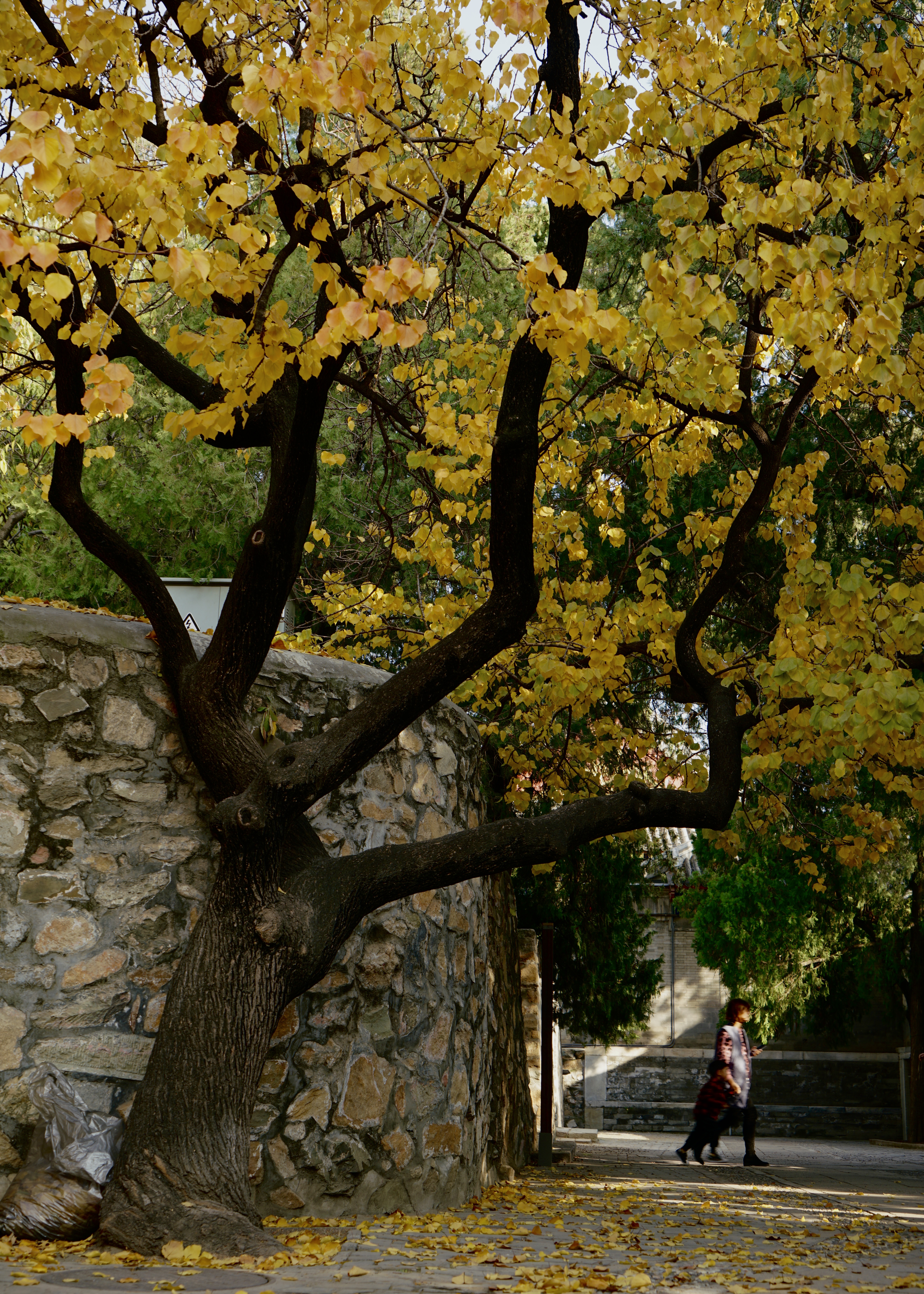 金色的北京犬,金色的北京现代汽车