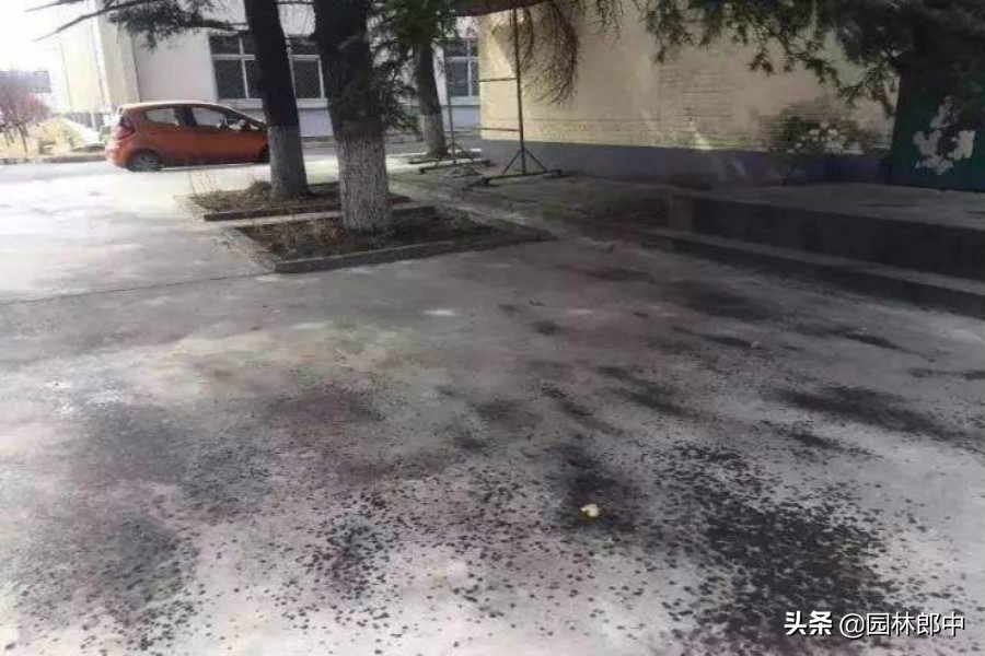 松树上老滴油怎么办,松树为什么往下滴粘液