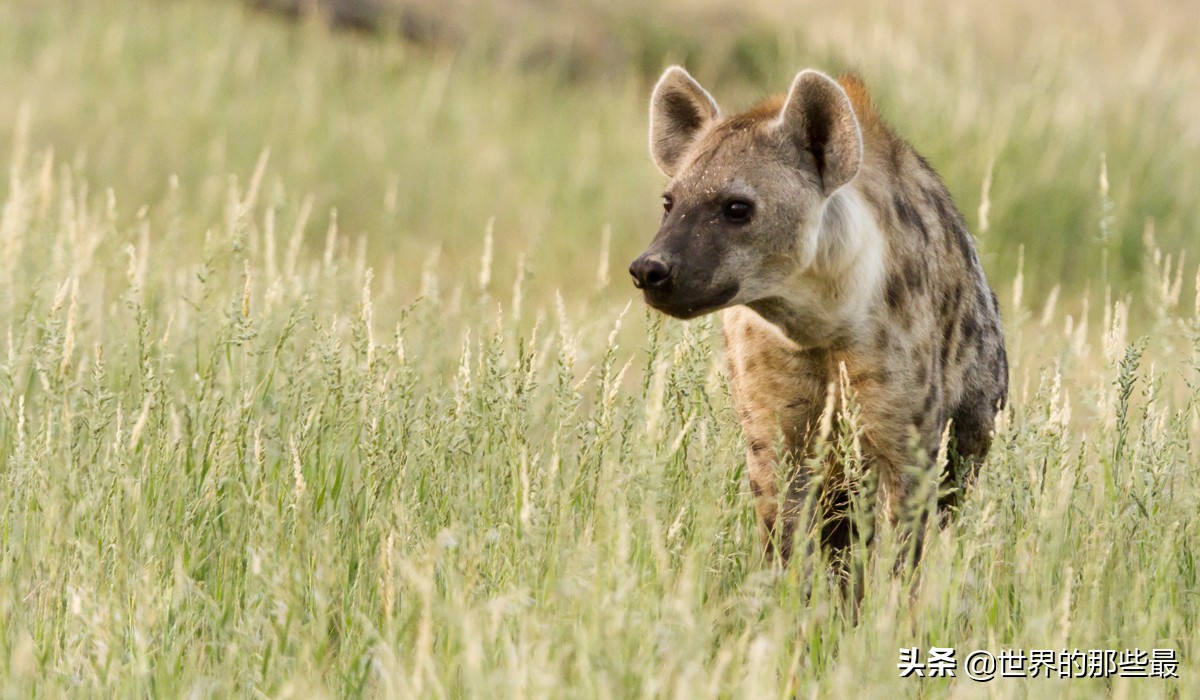纯种藏獒大战凶猛比特犬,纯种藏獒和狼大战视频
